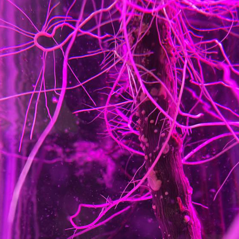Root Development after 18 days in Amen Juice. Watch her grow. – claroshield